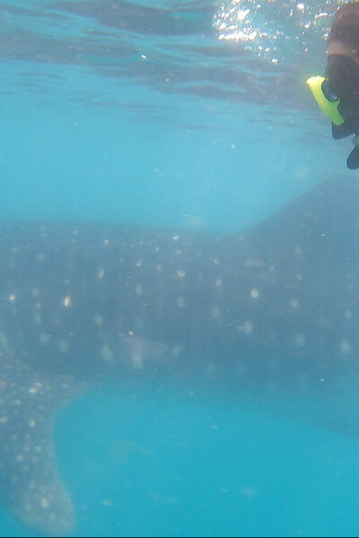 girl snorkeling next to whale shark