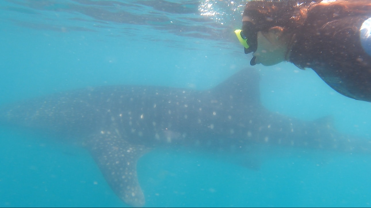 girl snorkeling next to whale shark