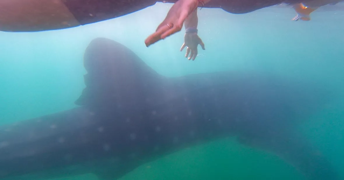 girl swimming next to a whale shark in La Paz