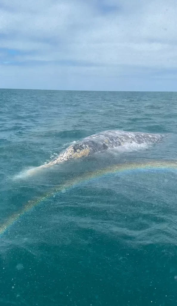 gray whale with a rainbow in front of it