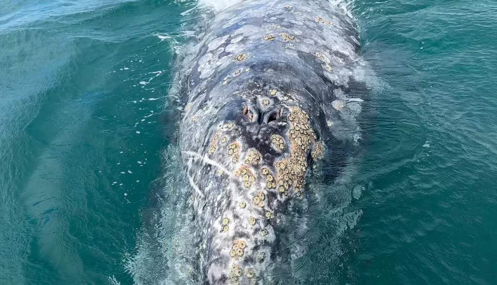 the gray whales blowhole