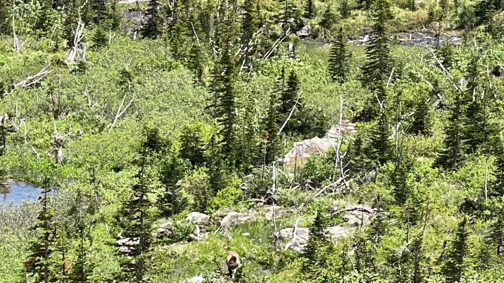 Grizzly Bear on the trail