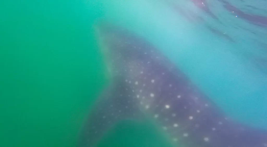 the head of the whale shark under water