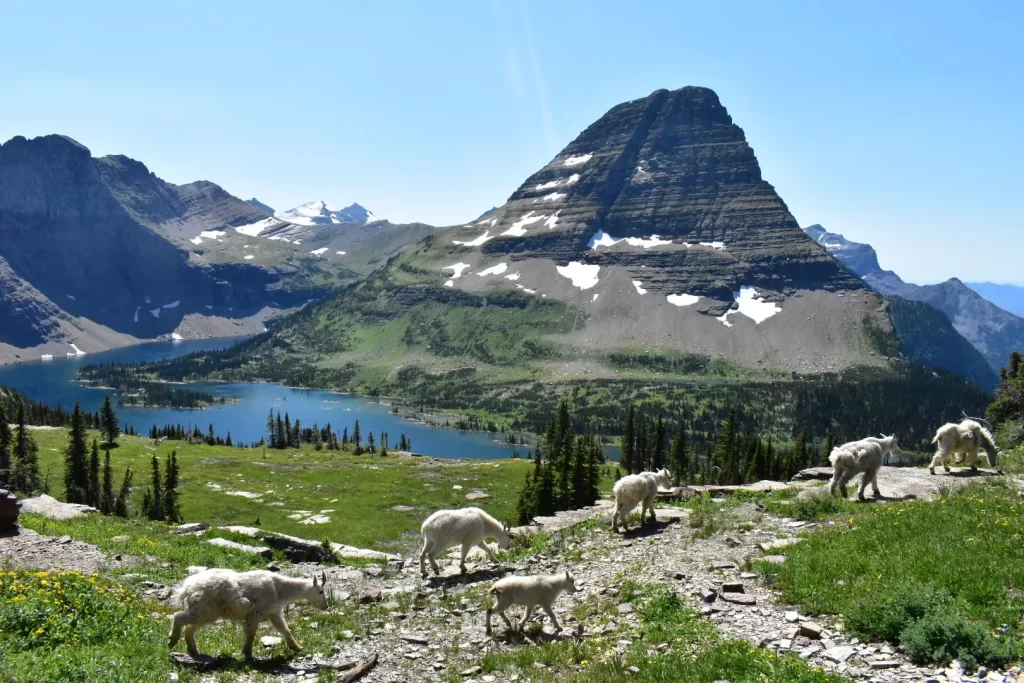 Hidden Lake lookout trail featuring bright blue lake and mountain goats in front