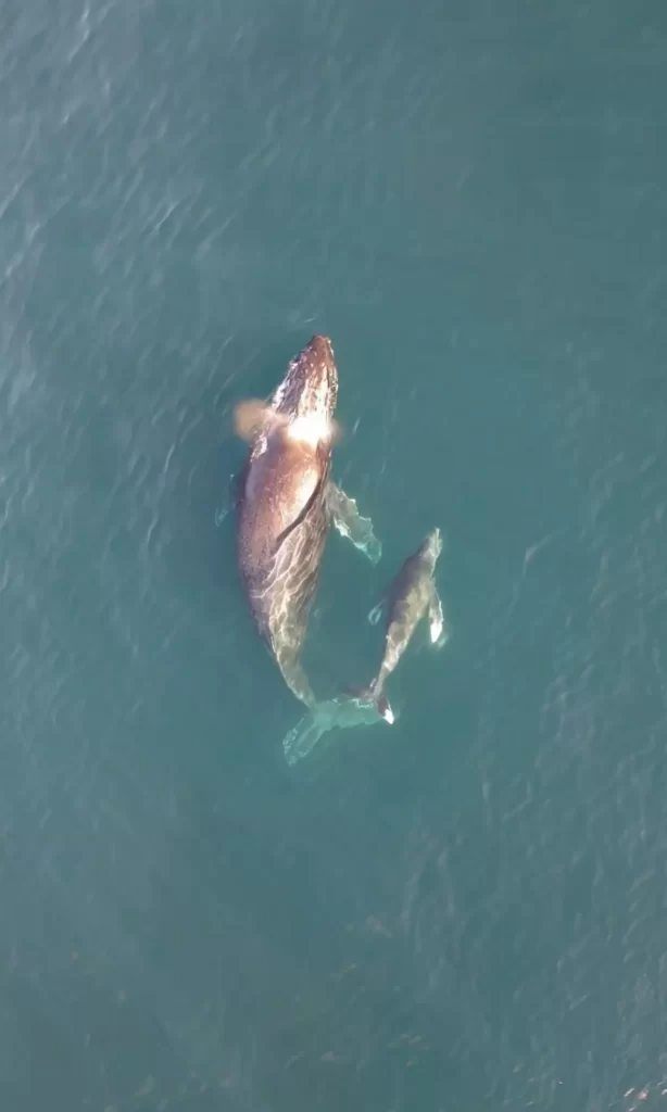 mama gray whale and her baby calf