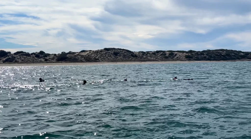swimmers all around a whale shark