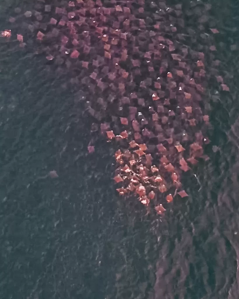 rays in the water of los barriles