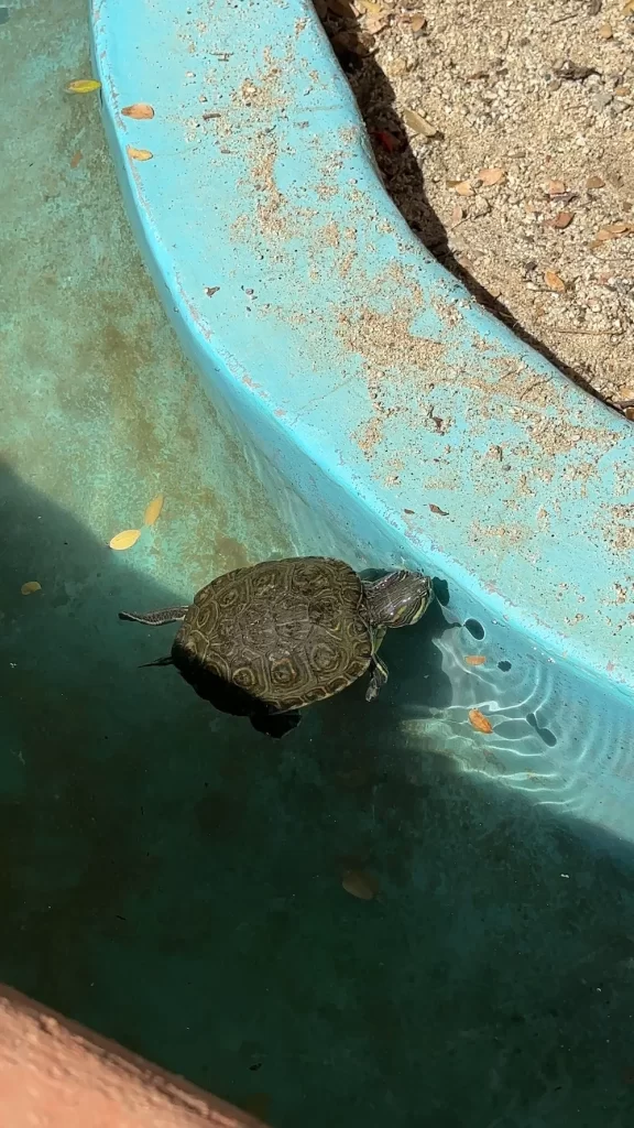 turtle in a pool