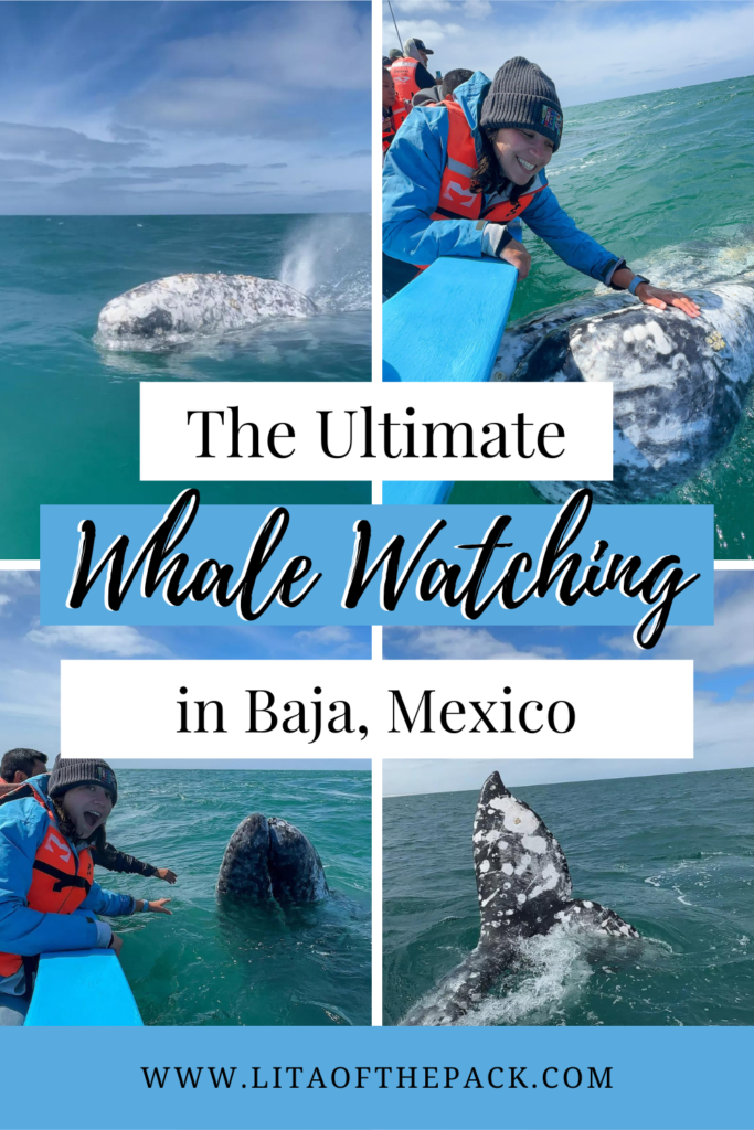four pics of gray whales on guerrero negro whale watching tour