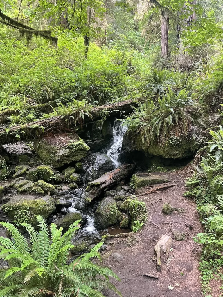 Trillium Falls in Redwoods
