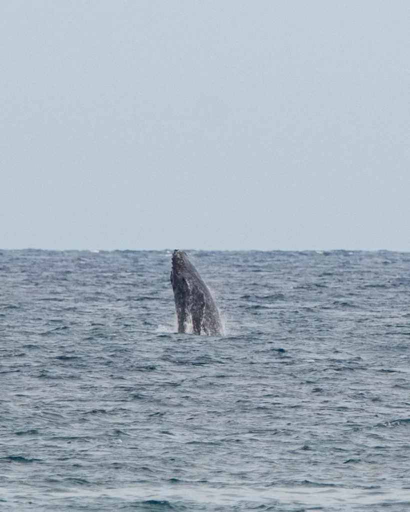 whale coming out of the water in La Fortuna