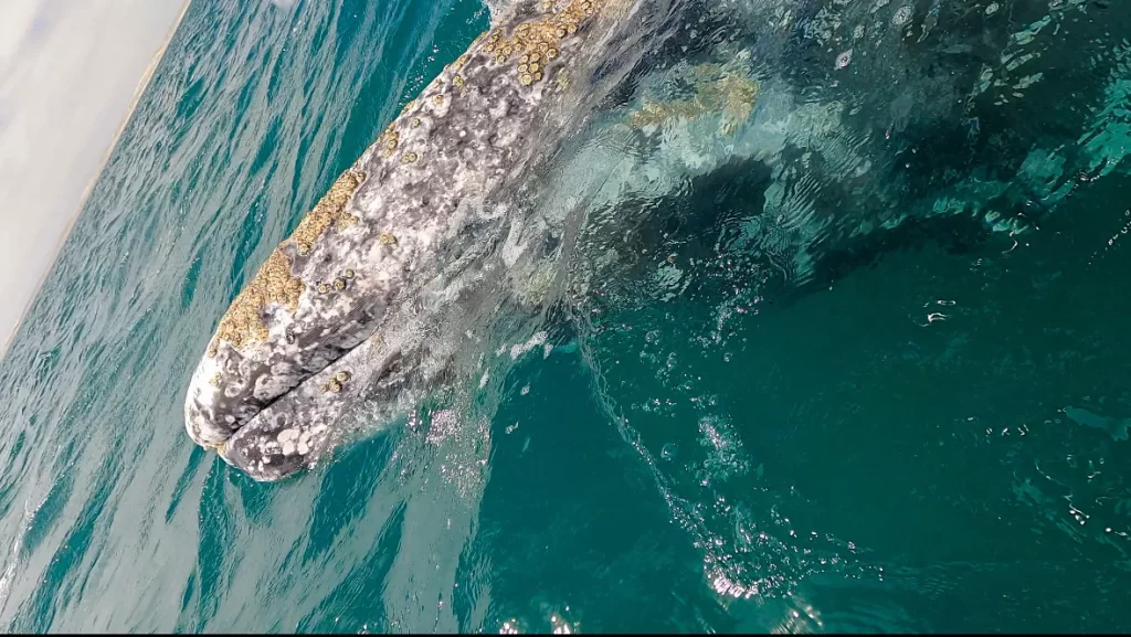 gray whale in the ocean