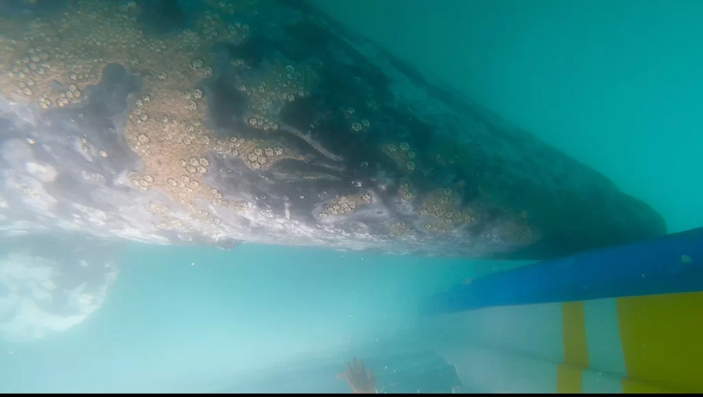 gray whale rubbing itself on the boat below
