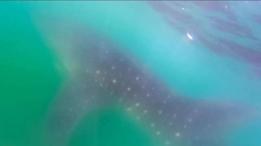 whale shark with water shining above