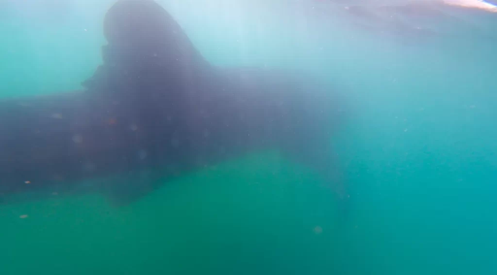 the fin and flipper of a whale shark