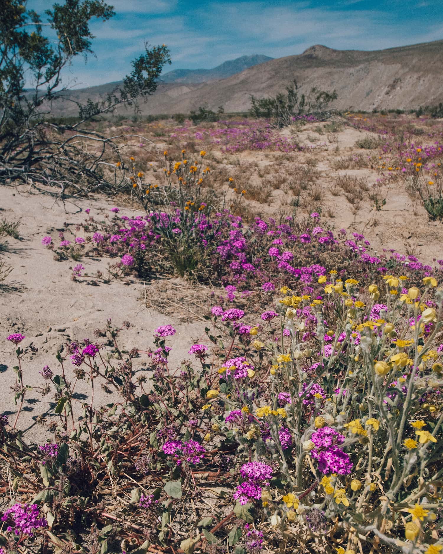 Everything You Need to Know About Camping in Anza Borrego