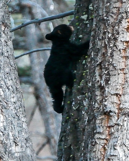 black bear cub climbing up a tree