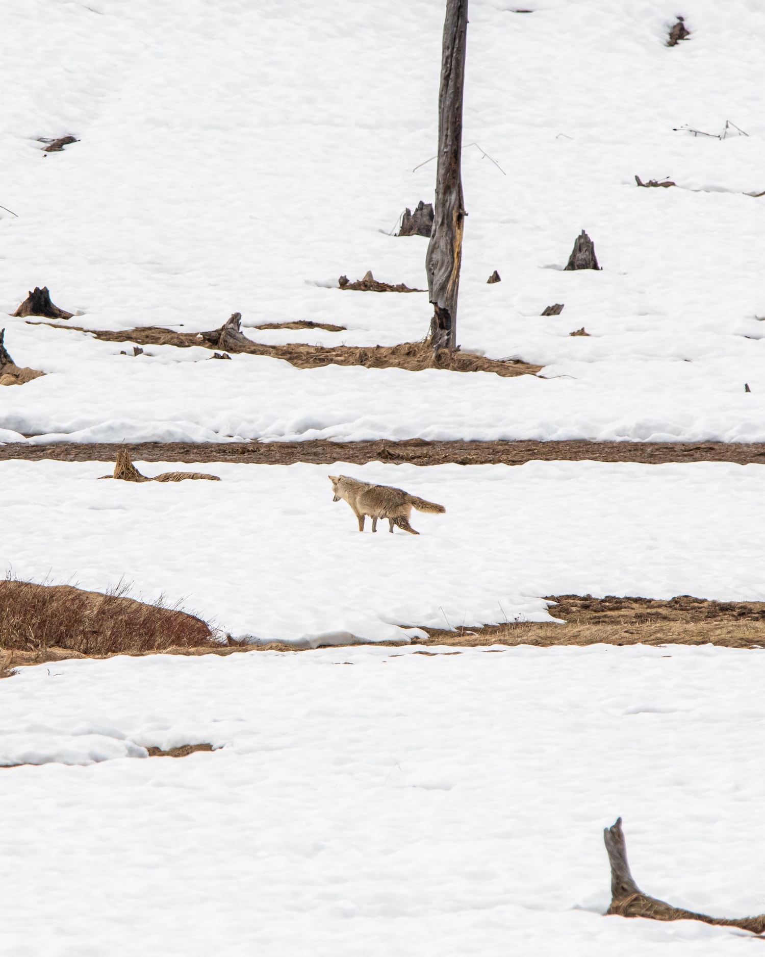 coyote walking through snow
