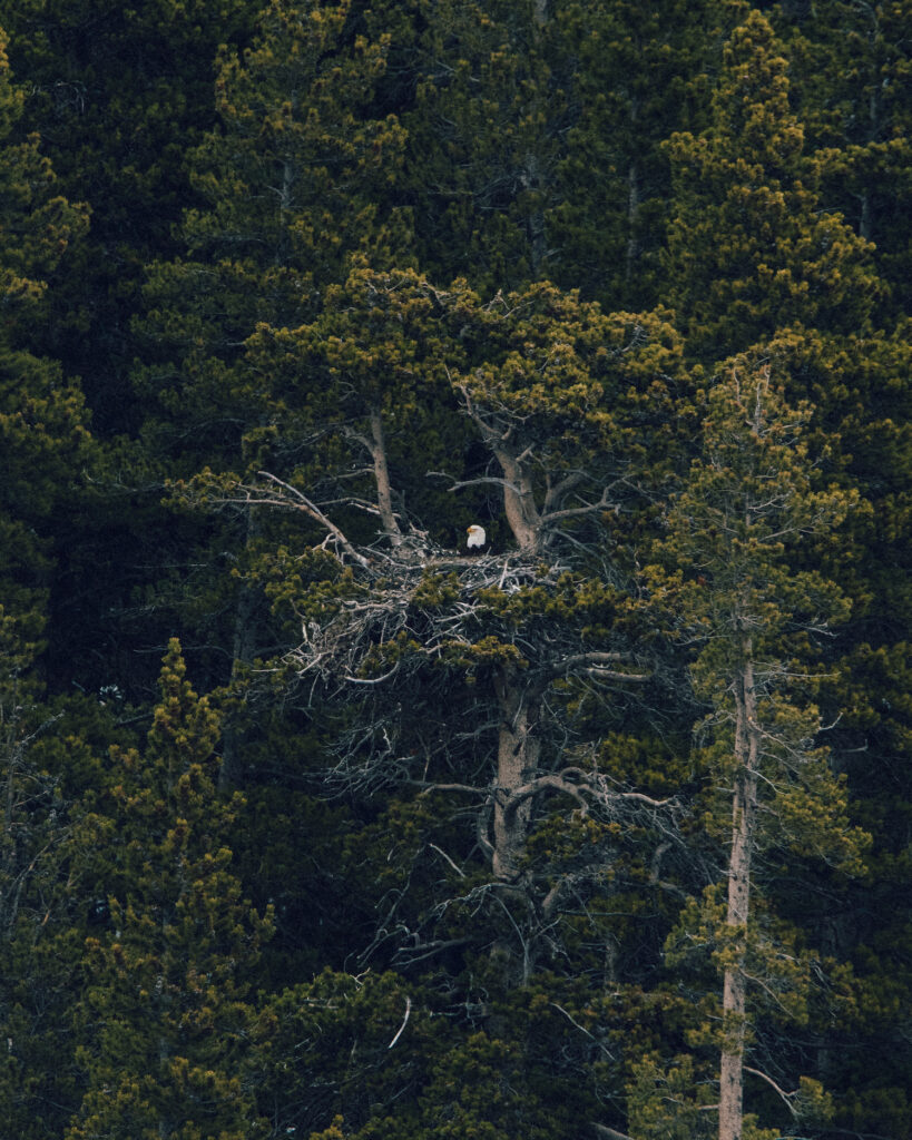 bald eagle in a tree