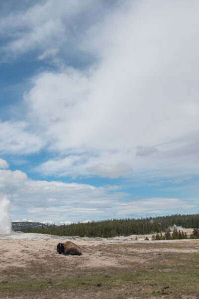 bison sitting on the ground as Old Faithful erupts
