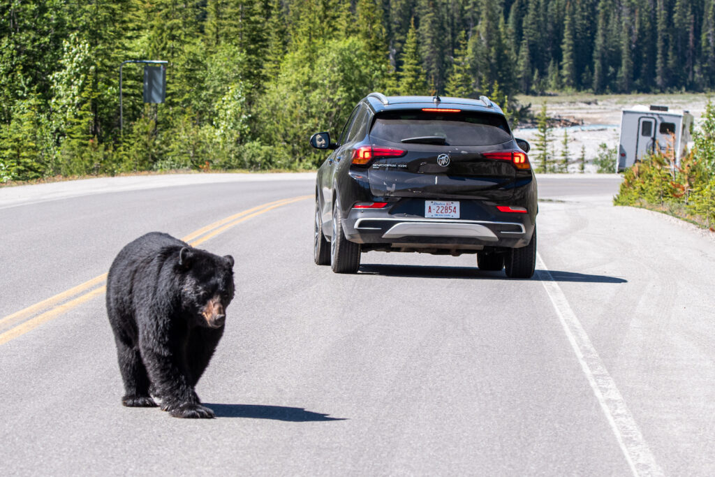 black bear walking in front of a car on a highway