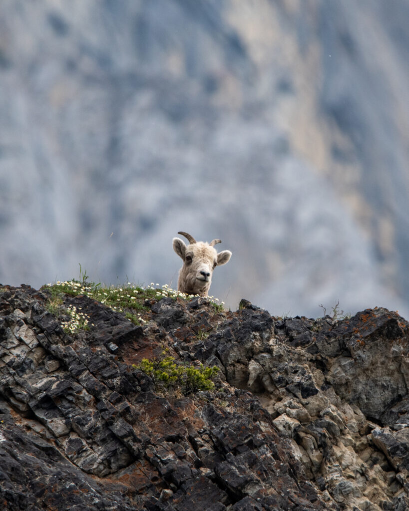 Bighorn Sheep peaking over the summit