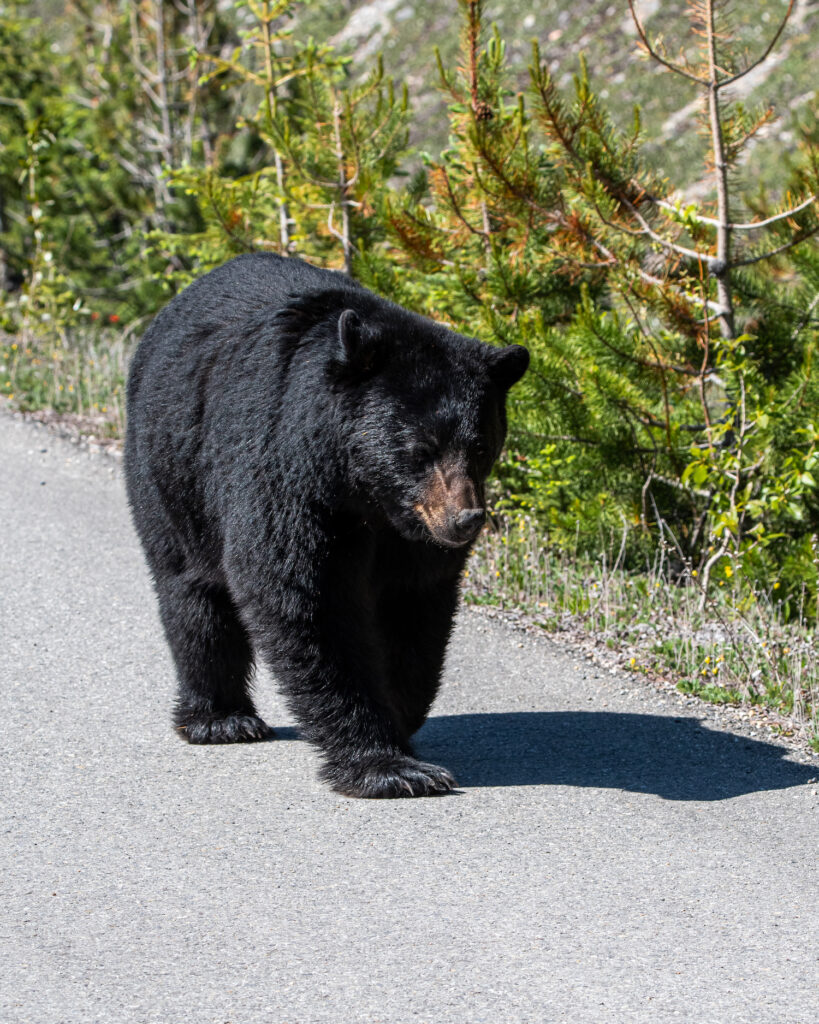Black Bear walking 