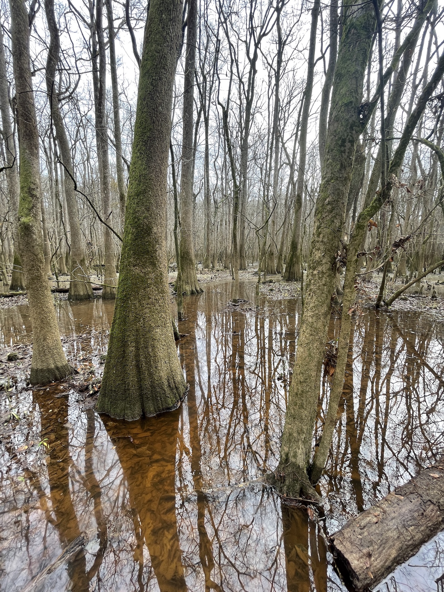 Trees in water in congaree foreset