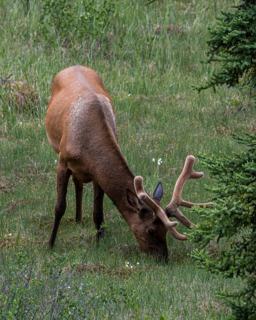 Elk munching on grass