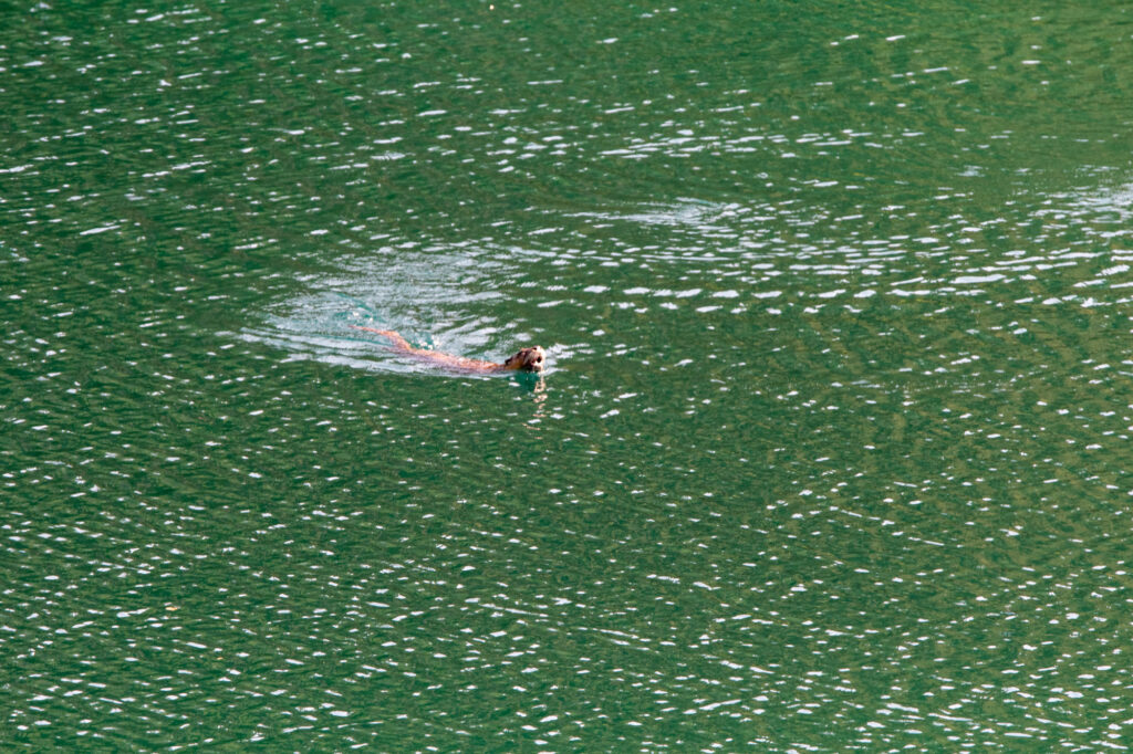 River otter swimming