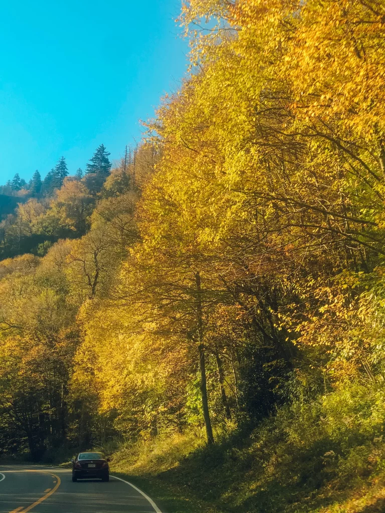 yellow trees off the road