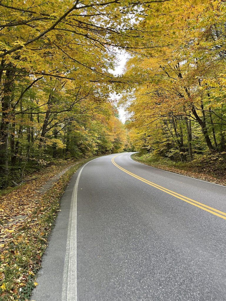 Yellow trees lining road