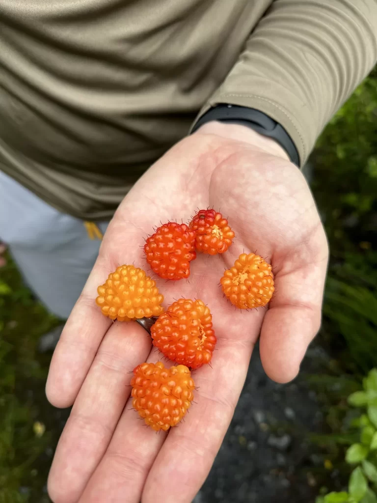 Berries in a hand