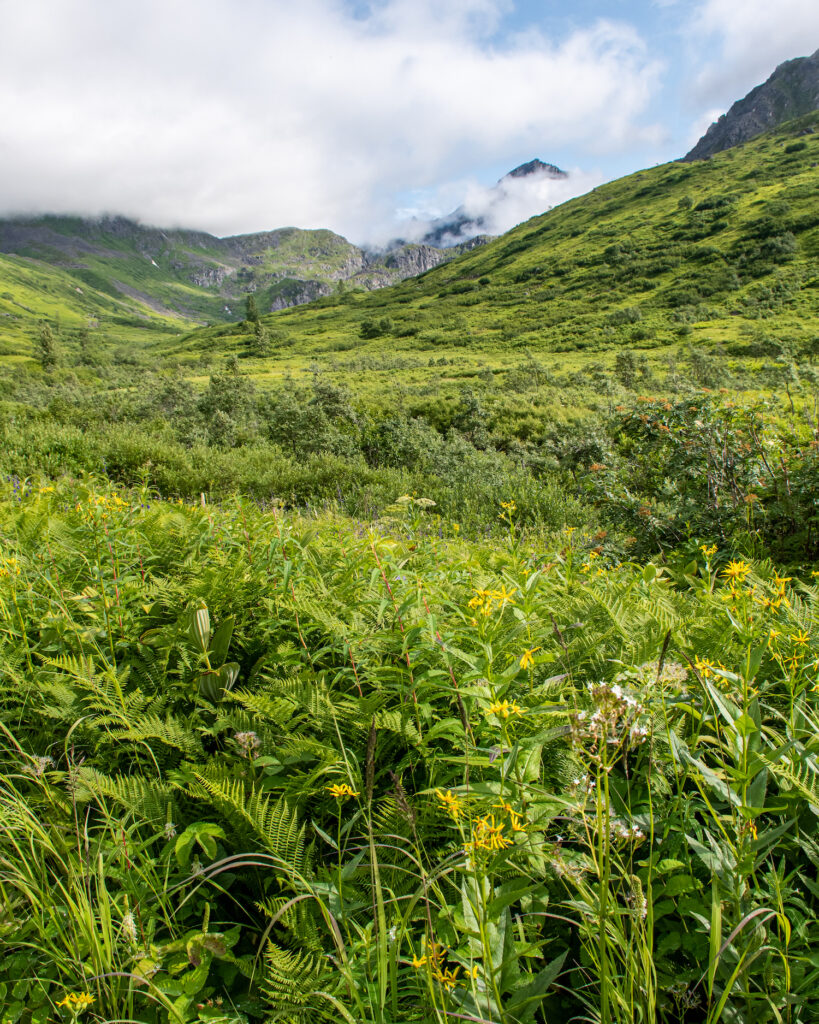 wildflowers and greenery under the mountains on trail