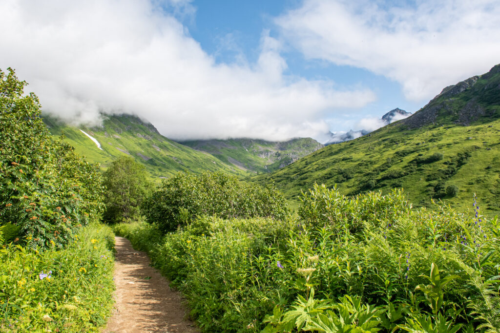 Greenery over the trail of Reed Lakes with lot of wildflowers and bushes