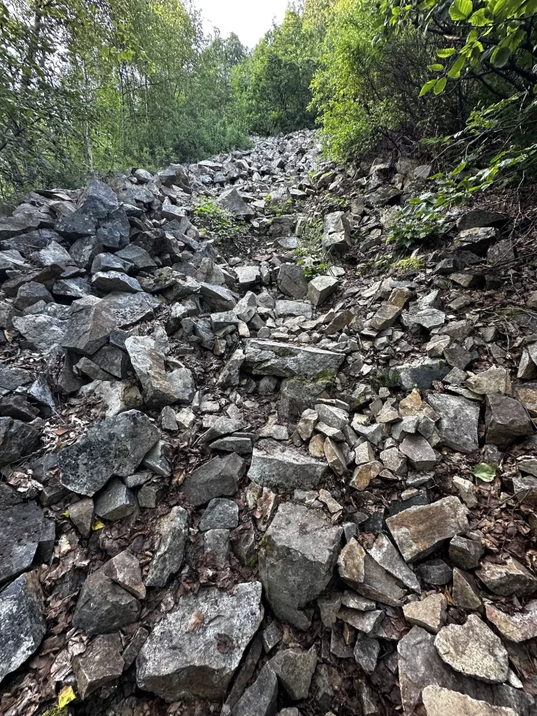 rocky path up a forest
