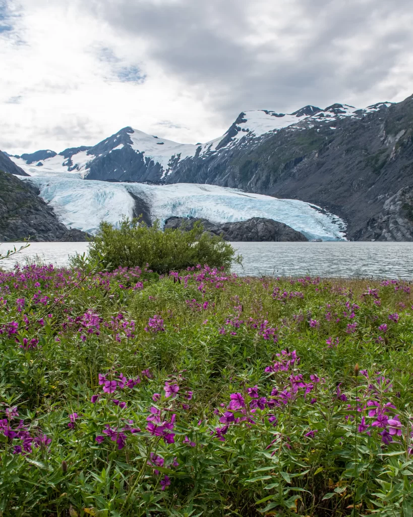 Portage Glacier and Lake with wildflowers in the foreground