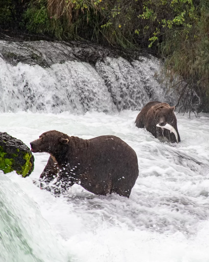 Bears catching fish in the falls