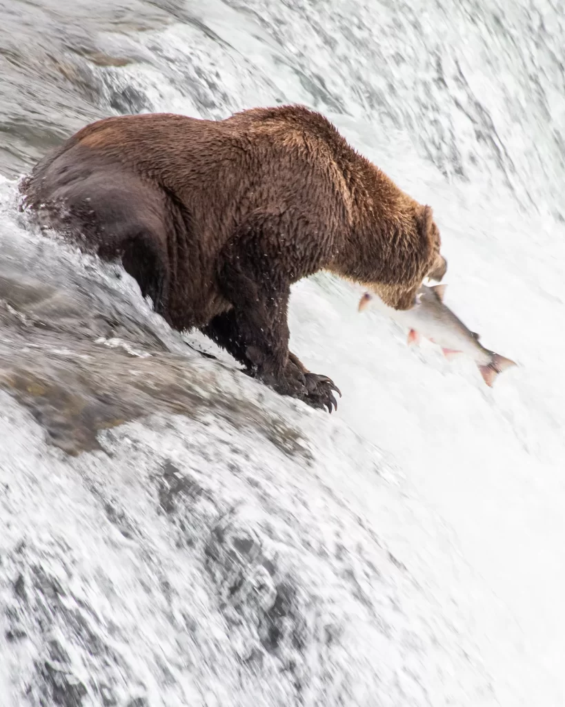 bear almost catching a fish in Katmai