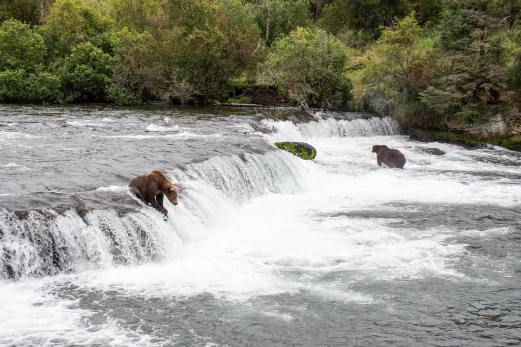 multiple bears hanging out at Brook Falls
