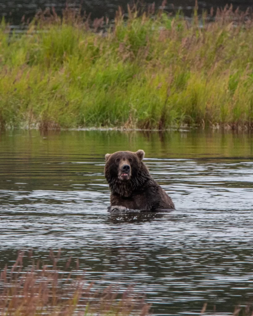bear staring into space