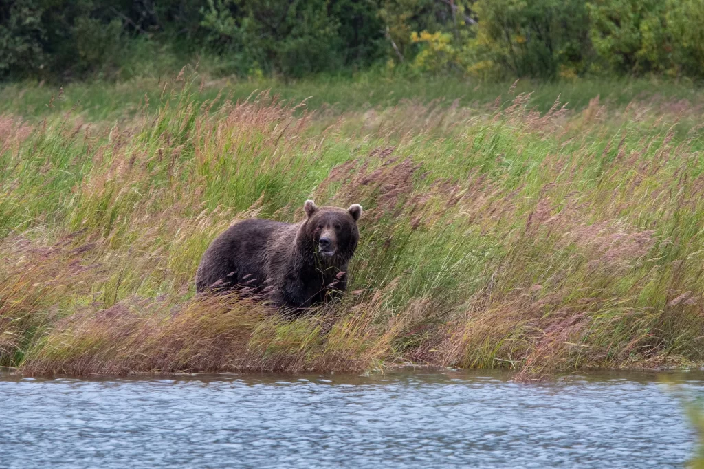 bear walking in tall grass