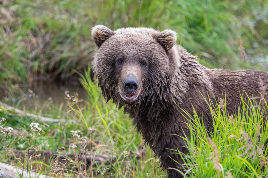 Bear staring at the camera