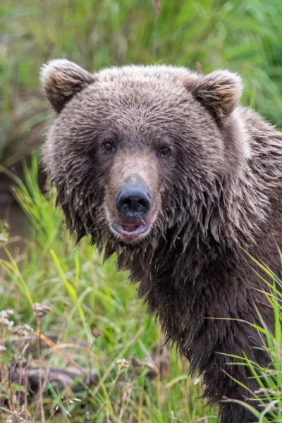 Bear staring at the camera