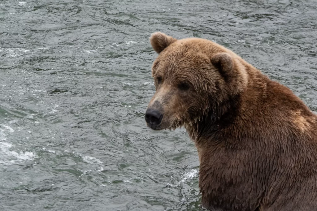 bear staring off into the void