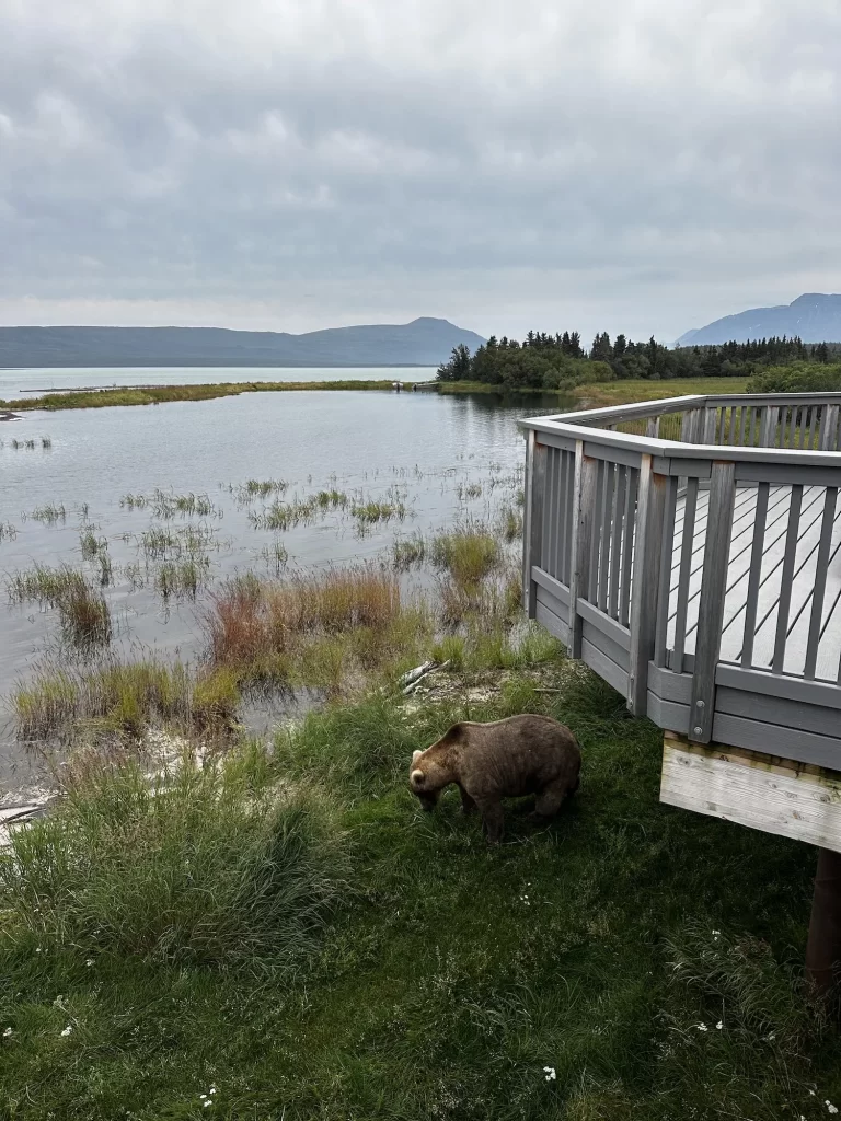 Bear near the platform in Katmai