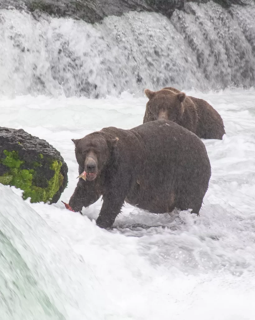 Two bears in the falls