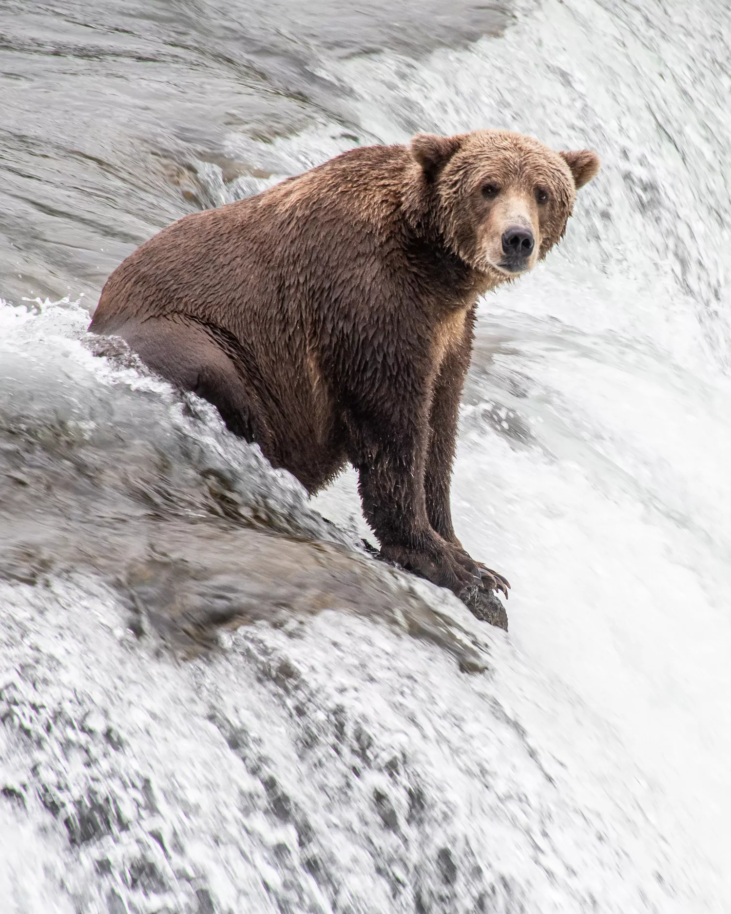Bears wait by the falls