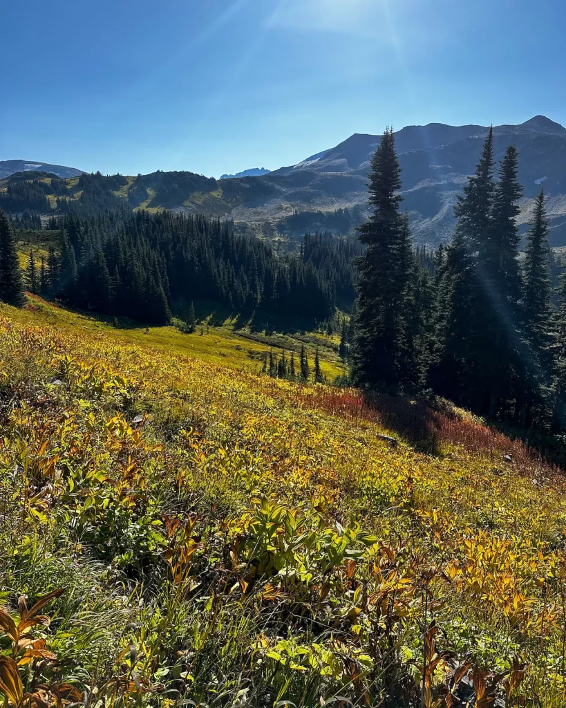 gorgeous colors of hte meadows