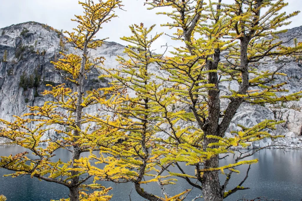 Yellow larches in front of a lake and mountain